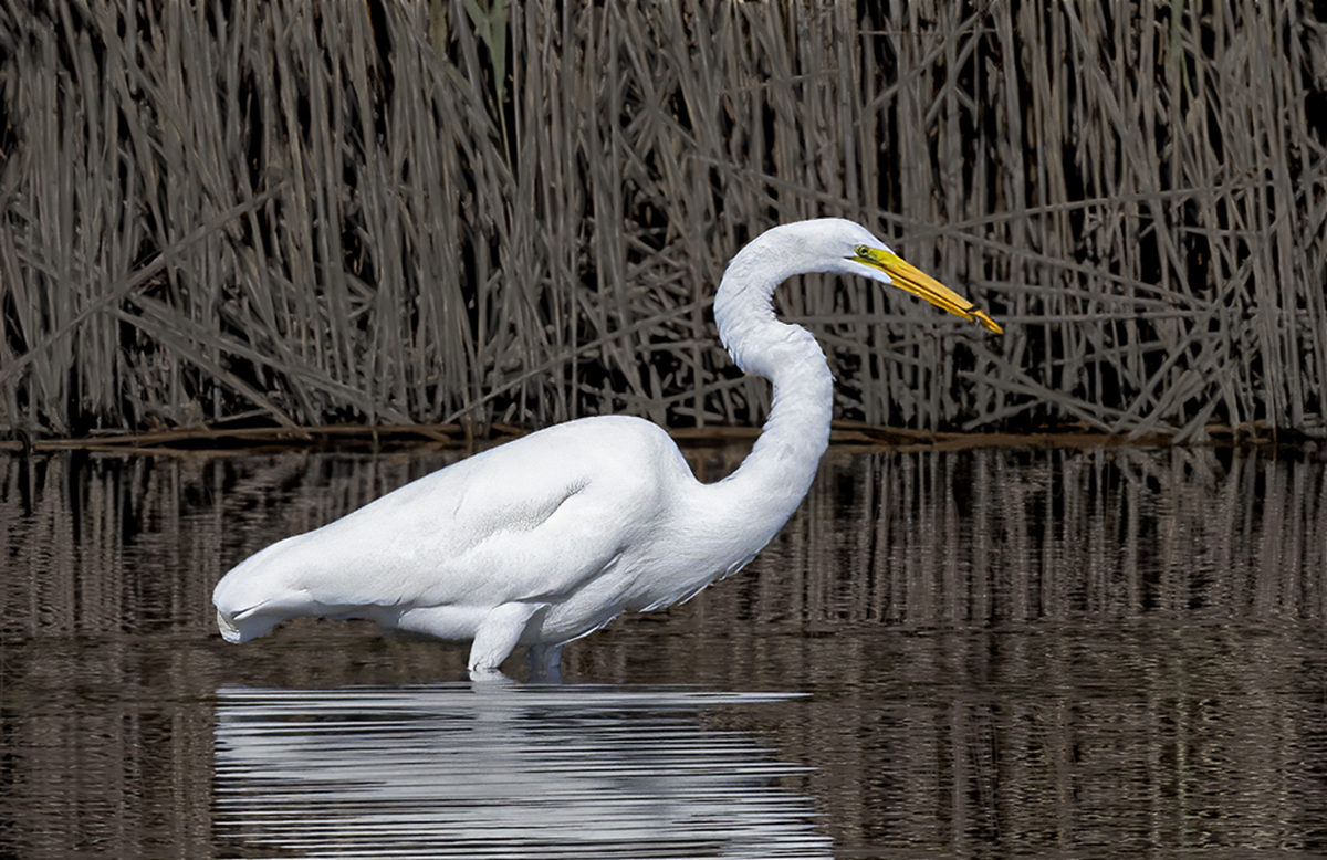 Forrest Marjorie Egret with work in beak Pictorial   Class A 20260121